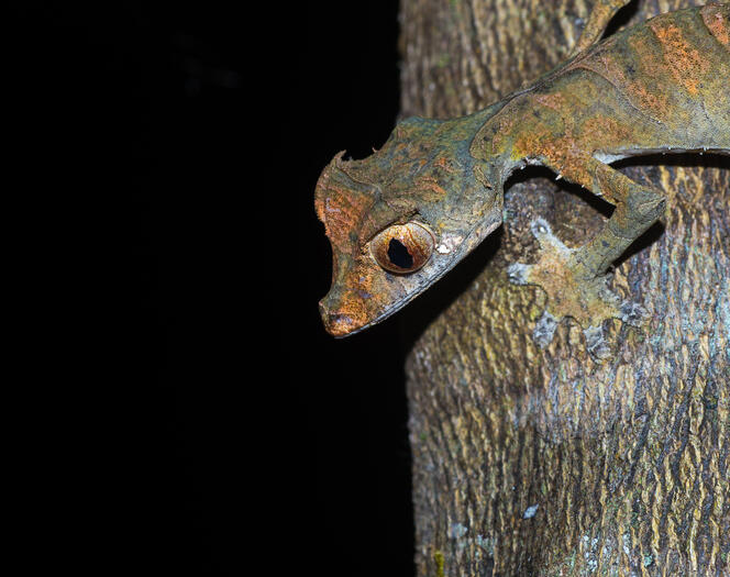 a leaf tailed gecko