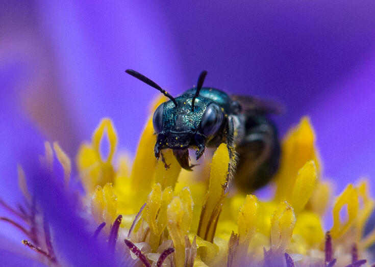 a small carpenter bee