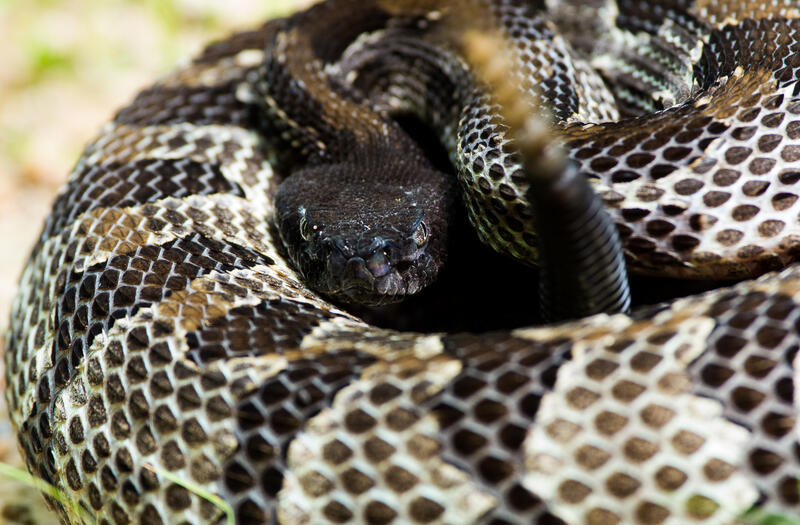 a timber rattlesnake