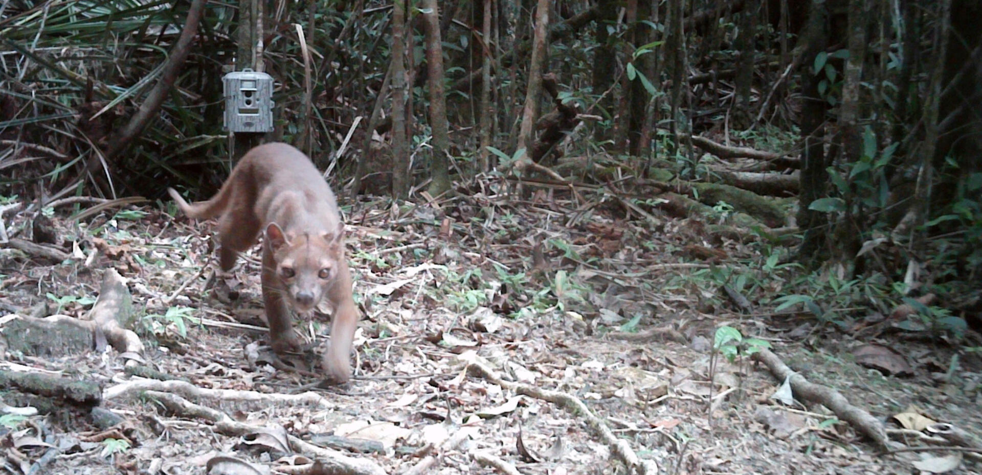 a gif showing a fawn sniffing a camera